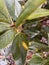 Vertical image close-up of green magnolia leaves with frost and few led lights