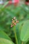 Vertical Image of Closed Up Jatropha Flower Buds on Blurry Greenery Bush in Background