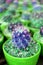 Vertical image of Closeup mini potted cactus plants in vivid green and violet color