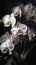 vertical image closeup white orchid flowers on dark background