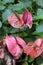 Vertical image of colorful Anthurium flowers tucked into green foliage