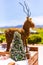 Vertical image of a decorative tree and a reindeer topiary on a  wooden table on a sunny day