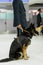 Vertical image of a dog for detecting drugs at the airport standing near the customs guard. Security at the airport