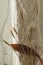 Vertical image.Dried brown leaf, wheat crop against white old wall indoor