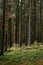 vertical image of empty pine trees in the forest growing among green grass. the concept of illegal logging, preservation of