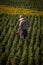 Vertical image of a field worker watering small pine trees at a nursery