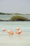 Vertical image of a flock of American pink flamingos preening in a turquoise lagoon on the island of Bonaire in the Caribbean