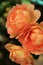 Vertical image of gorgeous peach colored roses in landscaped garden