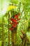 Vertical image of a heliconia growing among lush green vegetation