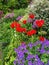 Vertical image of herbaceous border with plants including poppies and geraniums