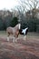 Vertical image of a horse portrait