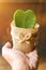 Vertical image of HOYA CACTUS in sackcloth flower pot on hand with sun flare and blurry wooden background