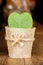 Vertical image of HOYA CACTUS in sackcloth flower pot on wooden table