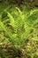 Vertical image of interrupted fern, Osmunda claytoniana, in Shen