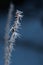 Vertical image of lifeless frozen tree branches on a cold winter day