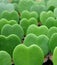 Vertical Image of Lined up Green Hoya Kerrii or Lucky-Heart Plants, Closed up