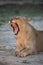 Vertical image of a lioness yawning.