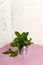 Vertical image.Little bucket full of fresh mint on the pink desk against bright wall