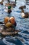 Vertical image of a male and female mandarin duck swimming in blue water among other ducks. The concept of diversity in nature