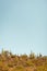 vertical image of man Saguaro Cacti in sanoran desert US