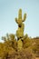 vertical image of man Saguaro Cacti in sanoran desert US with mostly blue sky copy space