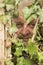 Vertical image of a mature man spying through an ivy plant