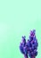 Vertical image of mini cactus in surreal styled vibrant purple blue color on mint green background
