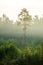 Vertical image of misty morning