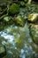 Vertical image of mossy stones and woodland reflections in idyllic flowing stream