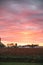 Vertical image of a orange and pink sunrise over a field of milo