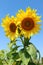 Vertical Image of a Pair of Vibrant Yellow Sunflowers Against Sunny Blue Sky