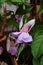 Vertical Image of Pastel Purple Fuchsia Flowers with the Green Leaves, Cusco, Peru, South America