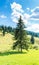 Vertical image of a pine tree near intact forest , vibrant green grass, blue sky with white clouds