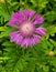 Vertical image of pink thistle type daisy flower and foliage