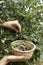 Vertical image of process of harvesting of blackcurrant.Woman picking ripe seasonal fruits