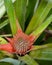 Vertical image of a red pineapple bud beginning to grow in a field in French Polynesia