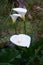 Vertical image of several calla flowers up close