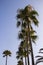 Vertical image of several Several tall palms against a blue sky on the island of Crete in Greece