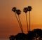 Vertical image of a Silhouette of four Mexican fan palm trees in the background at sunset