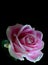 Vertical image of a single pink rose with dewdrops isolated on a black background.