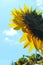 Vertical image of sunflower over blue sky background. Abstract colorful nature background.