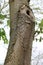 Vertical image of swirly bark on trunk of grey tree with foliage