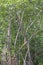 Vertical Image Three Toed Sloth Hanging in Jungle Trees