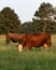 Vertical image of two crossbred cows grazing