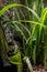 Vertical image of two frogs mating on a concrete ledge at a garden