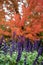 Vertical image up close of purple salvia in front of orange fall tree