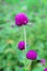 Vertical Image of Vibrant Purple Globe Amaranth Flowers with Blurry Flower Field in Background