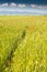 Vertical image of vibrant red poppies on barley crop