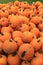 Vertical images of Fall`s bounty, with numerous pumpkins set out for shoppers at local market