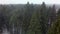 A vertical inspection of pines and spruces in a snowfall